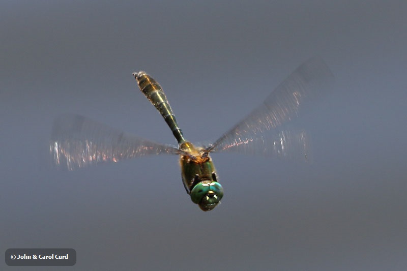 J18_1386 Cordulia aenea male.JPG